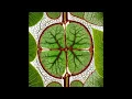 432hz  Bob Marley  Sun Is Shining  rebassed lower