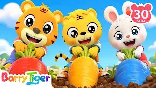Pull the Big Carrot All Together 🥕 | Teamwork | Kids Songs | BarryTiger