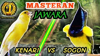 kenari vs sogon sogok ontong masteran tembakan rolll dann speed rapatt masteran istimewa