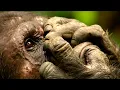 Download Lagu Animals Like Us - Animal Medicine