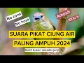 Download Lagu SUARA PIKAT CIUNG AIR CORENG PALING AMPUH,MP3 PIKAT BURCILPALING JITU PANGGIL BURUNG SEKEBON