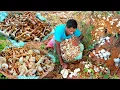 Download Lagu Village Hunter Biggest Find Mushrooms In The Wild To Cooking and Eat Delicious