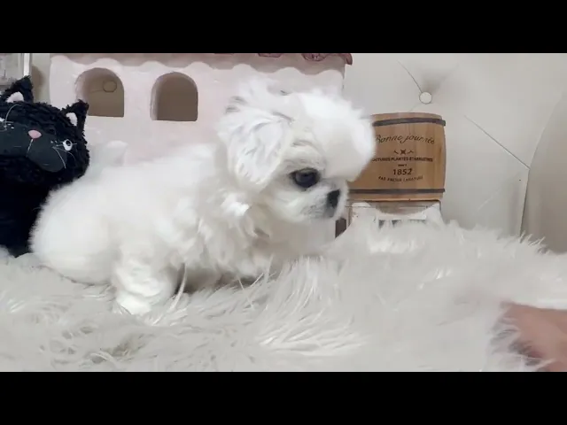 動画