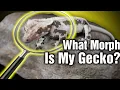 Every Crested Gecko Morph There Is Part 1 The Basics