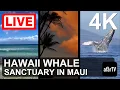 Download Lagu 🔴 Live Now: 24/7 Hawaii Humpback Whale Marine Sanctuary in Maui, Hawaii in 4K Ultra HD
