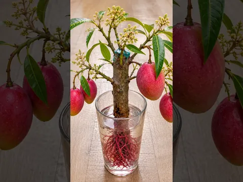 #Mita'SGardeningTricks #Gardening #Garden #Agriculture