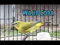 Download Lagu Plecimu Jarang Bunyi Cobalah Pancing Dengan Suara Pleci Ini