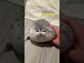 Seal Plush