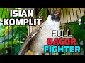 Download Lagu KUTILANG GACOR FULL ISIAN KOMPLIT PALING AMPUH UNTUK PANCINGAN \u0026 MASTERIN KUTILANG