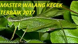 Download MASTER WALANG KECEK NEMBAK RAPAT DAN KASAR COCOK UNTUK MEMASTER BURUNG MP3