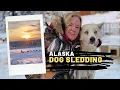 Dog Sledding - in Fairbanks Alaska