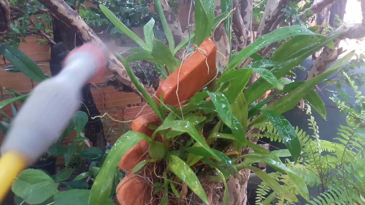ADUBAÇÃO DE ORQUIDEA COMPLEXO B + ENRAIZADO 30 10 10