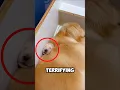 Download Lagu Deze Golden Retriever brengt per ongeluk het leven van haar puppy in gevaar #shorts