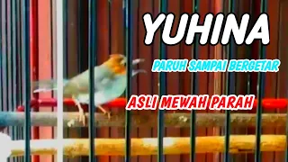 yuhina ngerol panjang suara kasar masteran burung lomba
