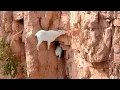 Lagu Gravity is Just a Joke for These Mountain Goats!