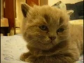 I am Sleepy GIF 1 GIF Center