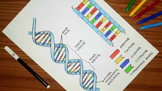 How to draw DNA diagram step by step DNA diagram drawing easy