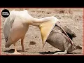 Download Lagu Serangan Burung Paling Kejam Tertangkap Kamera | Perkelahian Hewan