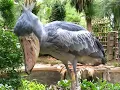Download Lagu Shoebill storks make some strange noises