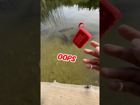 Show’s Over 🐟