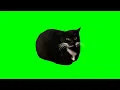 Maxwell The Cat Dancing Green Screen