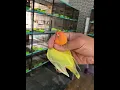 Download Lagu Green Pallid Top Quality lovebird Fischeri #agapornis #lovebird #lovebirds #mutation #opaline #pale