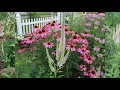 Culver s Root - A Good Pollinator Plant