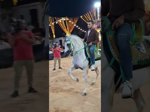 خيل الادب