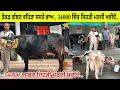 Download Lagu ਸਤਨਾਮ ਸ਼ਕਰੀ ਕੋਲ 4 ਵਹਿੜਾ 1 ਸੂਈ ਬਿਲਕੁਲ ਜਾਇਜ਼ ਮੁੱਲ 34,000 ਤੋਂ ਮੁੱਲ ਸ਼ੁਰੂ 🔥 ਪਿੰਡ ਸ਼ਕਰੀ (ਤਰਨਤਾਰਨ)