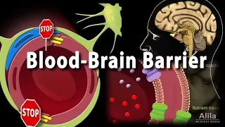 Blood Brain Barrier, Animation