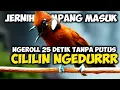 Download Lagu EDANN NGEROLL 25 DETIK GAKPAKAI PUTUS || CILILIN NGEROL PANJANG || MASTERAN CILILIN PANJANG