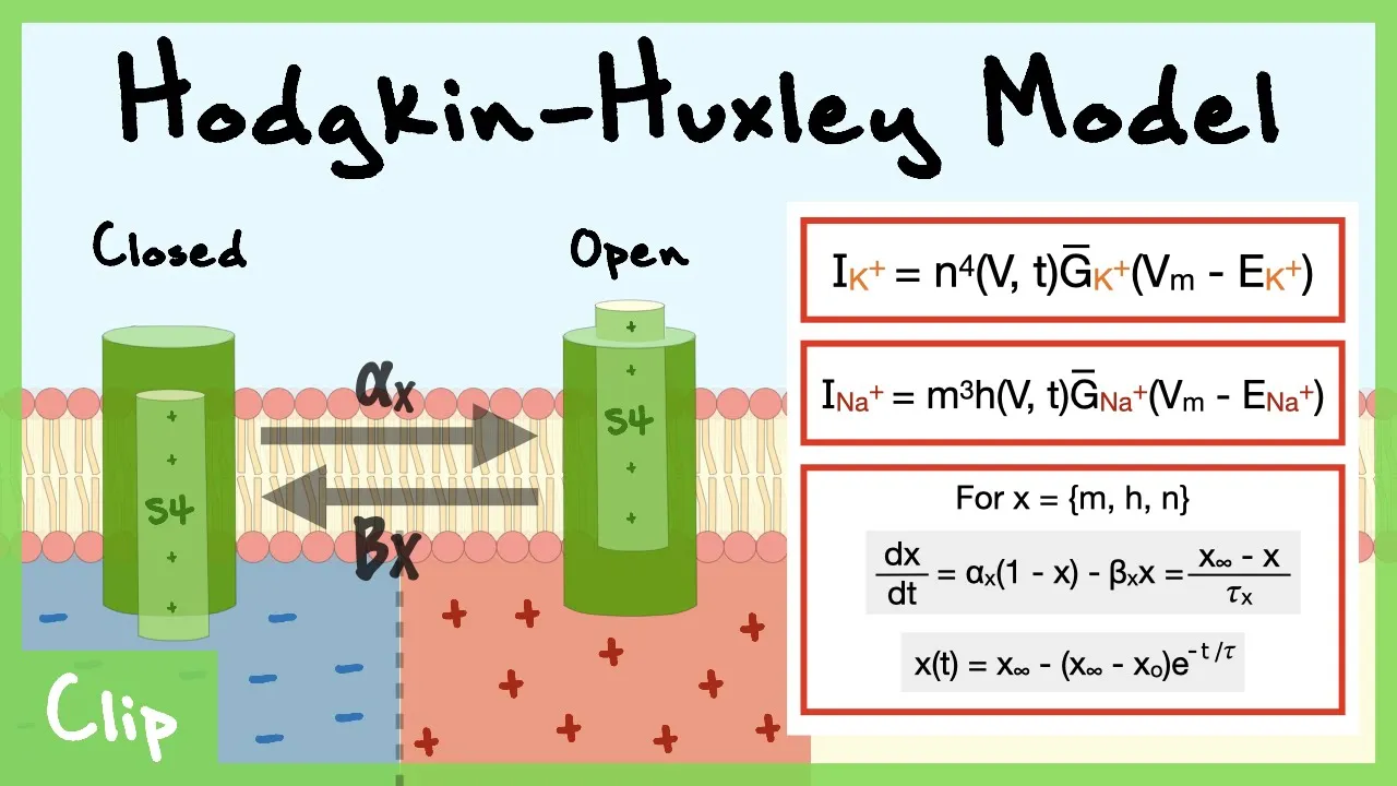 Hodgkin-Huxley Model of Voltage-Gated Channels Explained