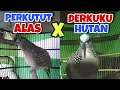 Lagu 3 Perkutut Lokal Gacor Bocor Vs Tekukur Jawa Pancingan Dan Masteran Masa Kini