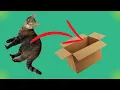 SpeedRunning Cat Trap Game Sub 5 sec