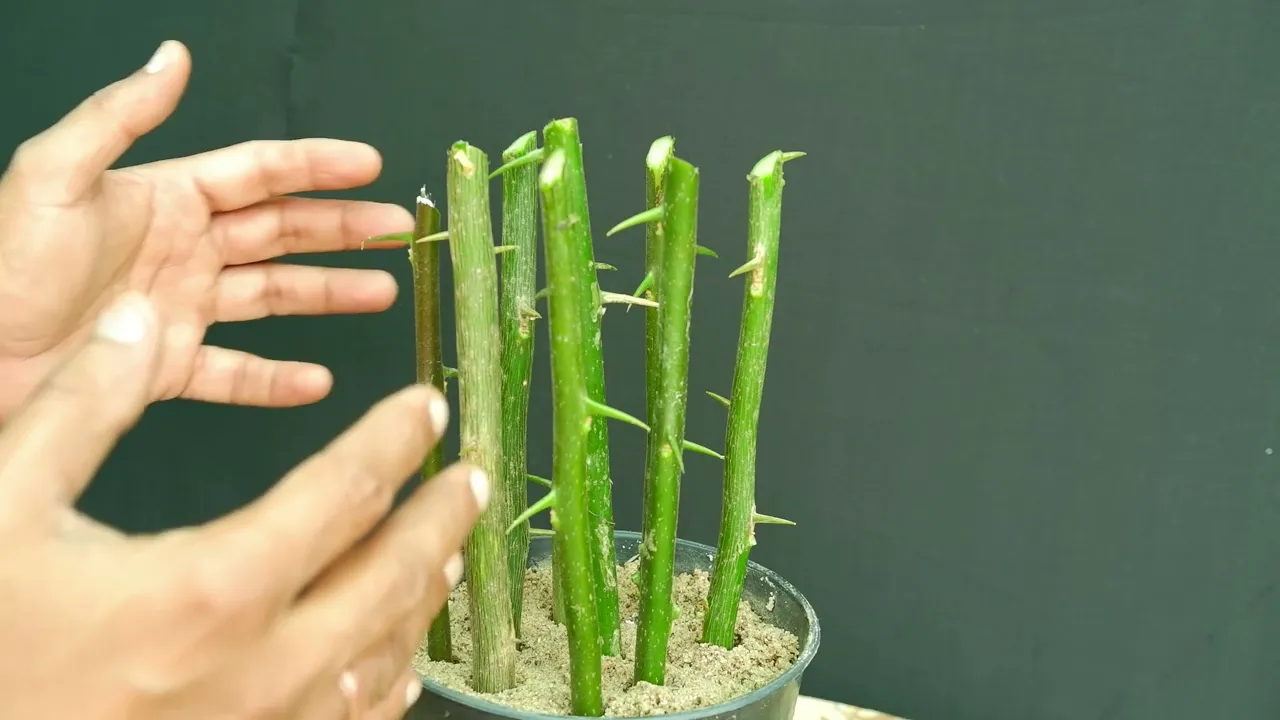 Bougainvillea Plant Propagation /Easiest Way to Grow from Cuttings