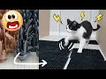 Download Lagu Soft Paws + Very Hard Plastic = ?