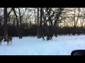 Deer Eating Celery