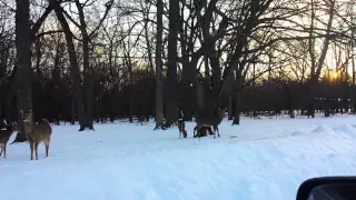 Deer Eating Celery