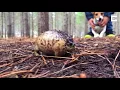 Hilarious Footage Of Screaming Frogyoutube com