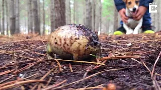 Hilarious Footage Of Screaming Frogyoutube com