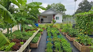 ไอเดียการทำสวนผักหน้าบ้าน🏠🥦ปลูกผสมผสานหลากหลายไม่ได้ทำเพื่อขายแต่มีของกินทุกวัน