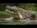 Louisiana Hunters Captured a Gator So Enormous It’s Being Called a Swamp Monster Lost to Time!