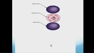 ultrasound of hernia