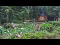 Download Lagu 2 jaar in het bos wonen,tuinieren,watermeloen aubergine kweken,asperges oogsten verkopen op de markt
