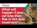 What will happen if your cat licks their flea or tick top spot-on treatment