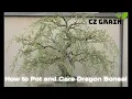CZ Grain How to potting and care a Dragon Bonsai