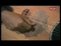 يا مركب الهند - محمد عبده | عود | برنامج من الألف إلى الياء
