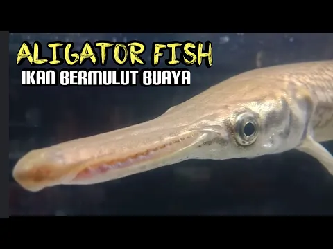 Download MP3 Aligator fish Ikan Bermulut Buaya