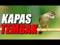 Lagu MASTERAN KAPAS TEMBAK GACOR BUKA EKOR NEMBAK NGEBREN SUPER PEDES | AUDIO HD