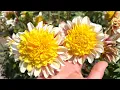 Download Lagu Amazing and Uniquely Beautiful Dahlias at The Happy Dahlia Farm!